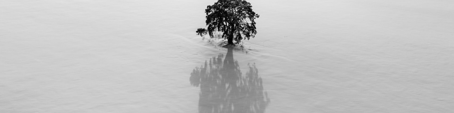 Kunstiline foto üksikust puust ja selle suurest varjust_autor Tuule Müürsepp